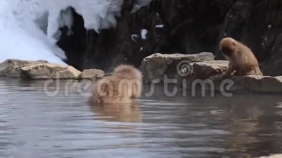 日本长野吉高丹尼的猴子热水浴视频的预览图