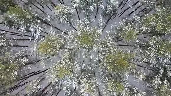 冬雪林鸟瞰视频的预览图