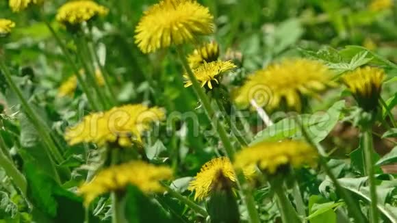 蒲公英蒲公英青黛的黄花在茂盛的草地上随风摇动视频的预览图