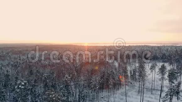 冬季森林的空中照片飞越阳光下的雪林在白色的树木上落下橙色冰霜视频的预览图