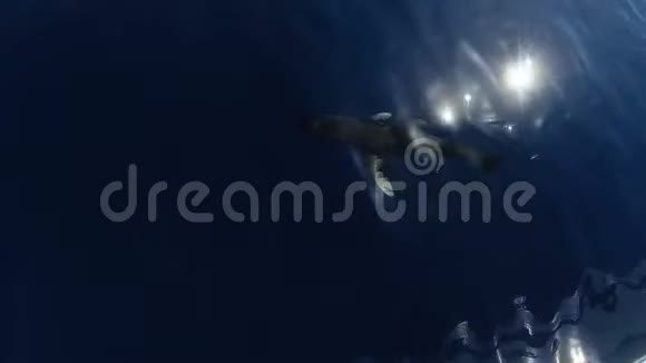 海洋白鳍鲨视频的预览图