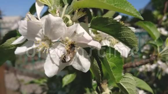 蜜蜜蜂在阳光明媚的春天给苹果花授粉视频的预览图