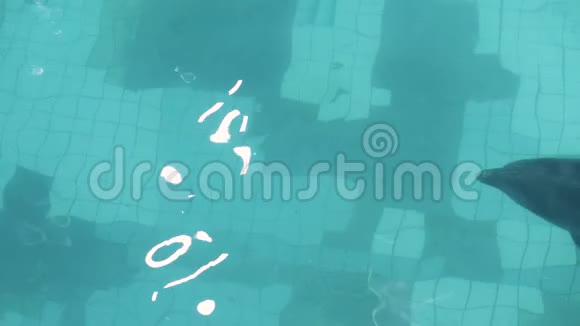 海豚在透明的水中游泳海豚馆的顶景视频的预览图