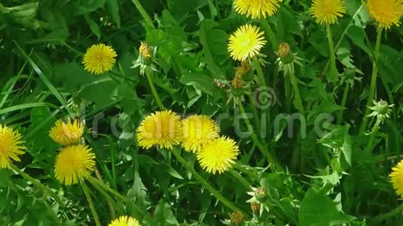 上图为爱尔兰雏菊或蒲公英在茂盛的草地上盛开的黄色小丹冬花低角度拍摄视频的预览图