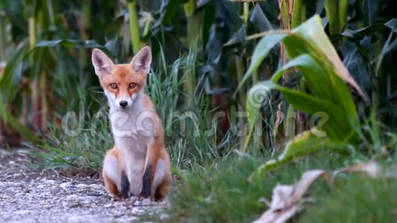 一只幼小红狐狸在玉米地边上的砾石路上视频的预览图