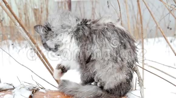 肮脏的无家可归的猫坐在暖气主机上舔羊毛寒冷的冬天快关门视频的预览图