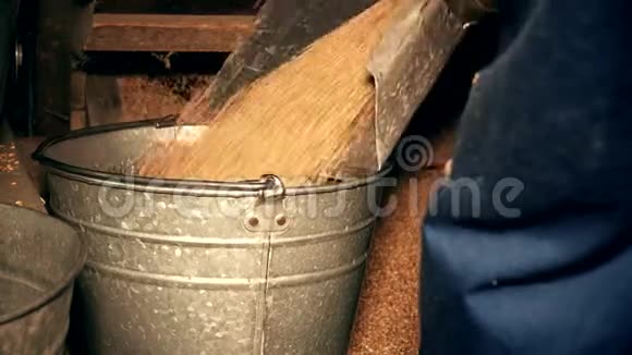 机筛谷物和工人手抽燕麦倒入桶视频的预览图