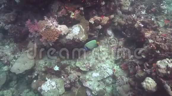 苏丹红海珊瑚中的鳗鱼和鱼的配对视频的预览图