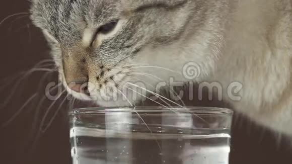 泰国猫喝水的玻璃慢镜头股票视频视频的预览图