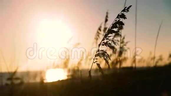 阳光明媚的一天风吹在海岸的沙丘草地上佛罗里达视频的预览图