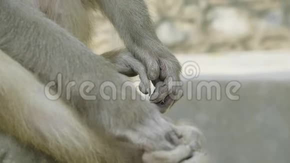 猴子的手斯韦恩布哈纳寺加德满都尼泊尔视频的预览图