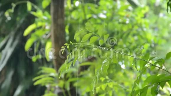 大雨落在花园里的茉莉花叶上视频的预览图