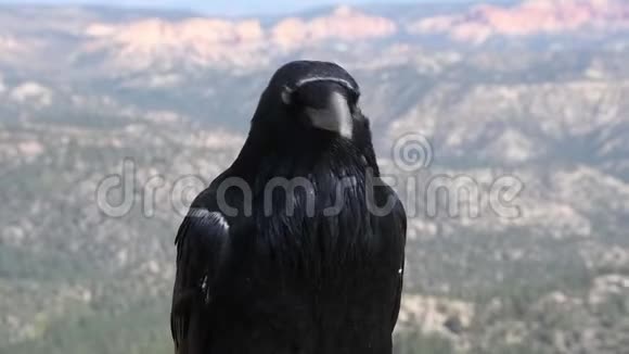 布莱斯峡谷国家公园乌鸦画像视频的预览图