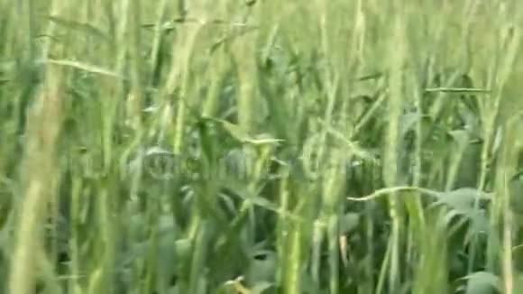 有人穿过草地上的高草绿色的小麦在风中摇曳夏日田野视频的预览图