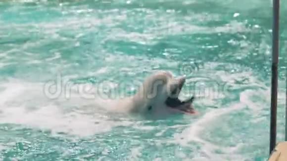 白鲸在海豚馆的游泳池里喂食新鲜鱼视频的预览图