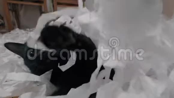 黑猫在玩剪纸视频的预览图