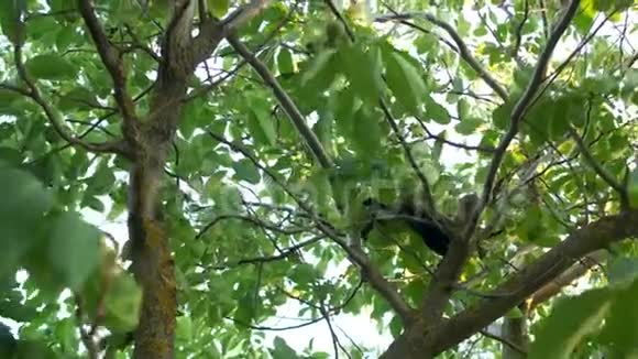 一只黑屋猫从核桃树上下来她灵巧地沿着树枝移动视频的预览图