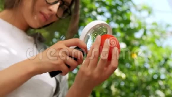 女农民对园林有机西红柿植株进行质量检测番茄收获视频的预览图