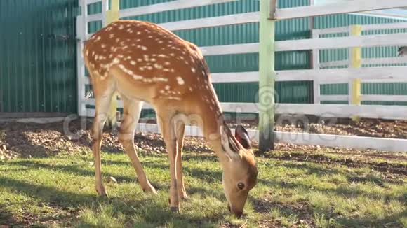 有趣的可爱的小鹿在动物园吃草的时候视频的预览图