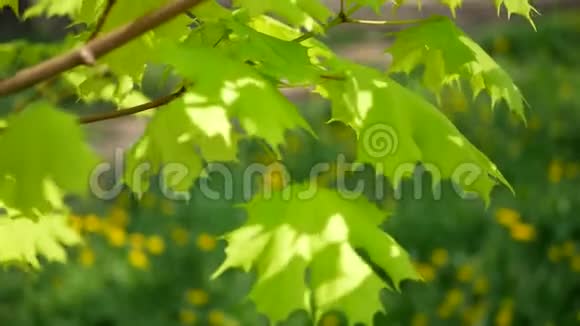 春天的枫树上有鲜艳的绿叶背景是草地上有蒲公英视频的预览图