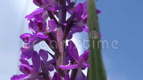 兰花的吉祥物早紫色的兰花开花植物从草原的景观公园视频的预览图