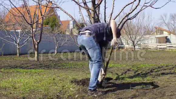 人在春天挖树用铲子视频的预览图