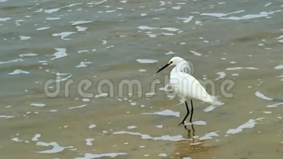 白鹭白鹭沙滩上的小白鹭视频的预览图