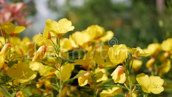 飞工蜂从黄花地采集花蜜春天的自然背景特写镜头慢动作视频的预览图