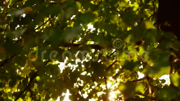 美丽的天然绿色阳光背景夕阳的背景下枫树丛丛清新的夏叶视频的预览图
