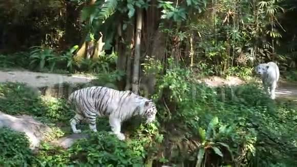 两只白虎在动物园玩耍视频的预览图