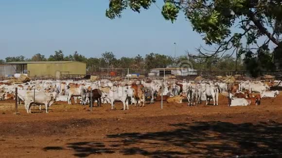 澳大利亚婆罗门肉牛在牛场饲养视频的预览图