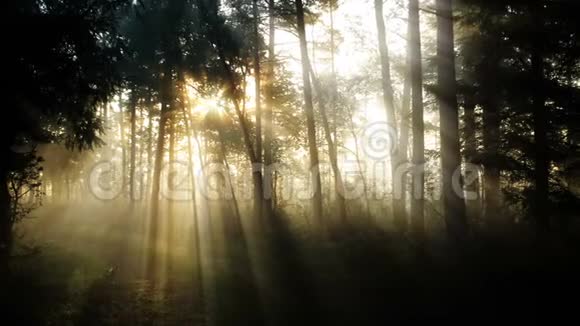 清晨的雾林视频的预览图