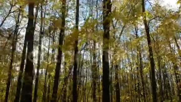 穿过黄色森林的树木视频的预览图