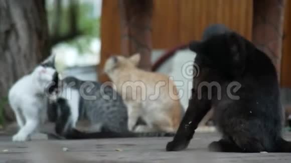 一群流浪猫在夏天的公园里4k视频的预览图