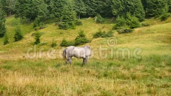 一匹孤独的马在山上放牧喀尔巴阡山脉视频的预览图