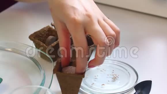 在家里种树苗一个女人从泥炭罐里取出泥炭丸把它们放进一个容器里视频的预览图
