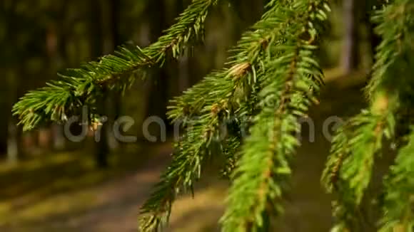 云杉枝条特写在美丽的生机勃勃的饱和的日落林中视频的预览图