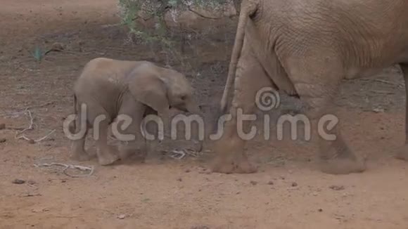 小象追妈妈他的树干抓住她的腿视频的预览图