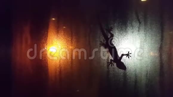 夜晚雾蒙蒙的窗户上蜥蜴的轮廓视频的预览图