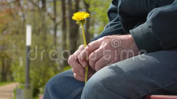 年长的退休老人抱着小黄花坐在长凳上哭泣视频的预览图