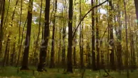 穿过黄色森林的树木视频的预览图