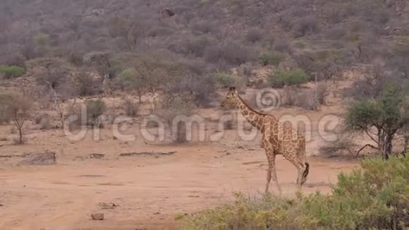孤独的长颈鹿在干燥的非洲草原上行走肯尼亚桑布鲁4k视频的预览图