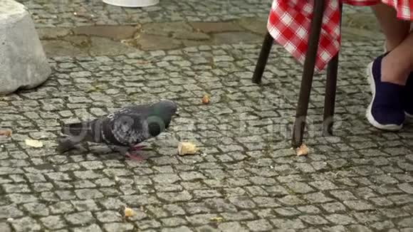 鸽子在地上吃一块面包视频的预览图