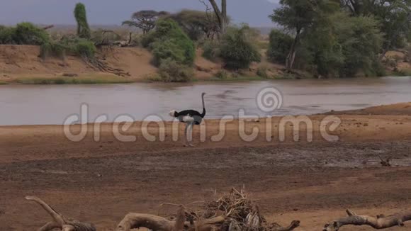 雄性鸵鸟在泥泞的布朗河畔的桑布鲁保护区肯尼亚4K视频的预览图