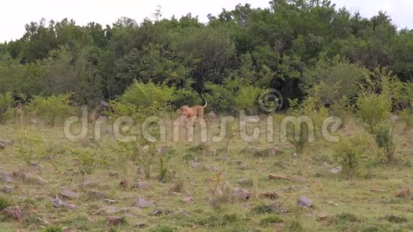 成年狮子走出非洲草原4K绿树丛视频的预览图