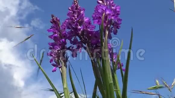 兰花的吉祥物早紫色的兰花从草原开花植物在景观公园视频的预览图