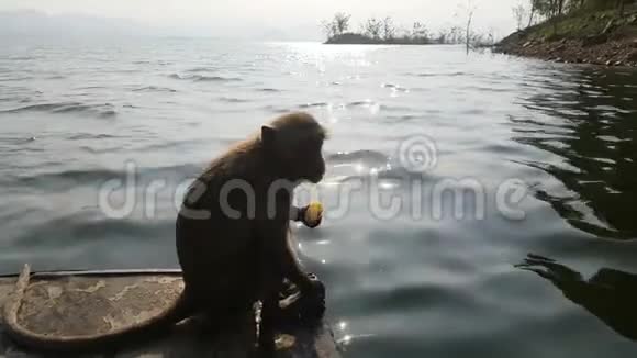 游客在船上喂猴子猴子住在岛上这是游客可以乘船旅行的地方视频的预览图