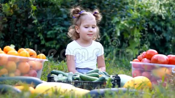 小女孩和蔬菜农业的收获孩子是素食主义者素食成熟番茄西葫芦和黄瓜视频的预览图
