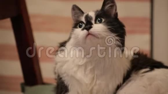 有趣可爱的黑白猫躺在椅子上看着相机动物的背景视频的预览图
