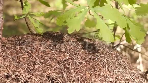 大蚁丘与蚁群下的橡树枝在夏季森林慢动作4K视频视频的预览图